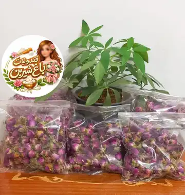 غنچه گل محمدی