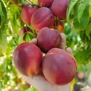 نهال گلدانی شلیل ردگل