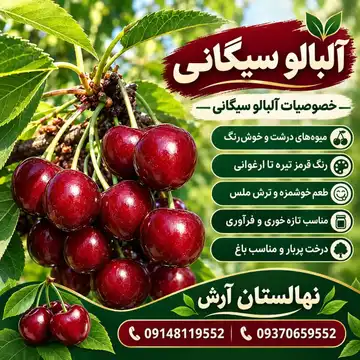 نهال آلبالو سیگانی