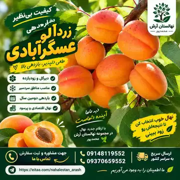 نهال زردآلو عسگرآبادی