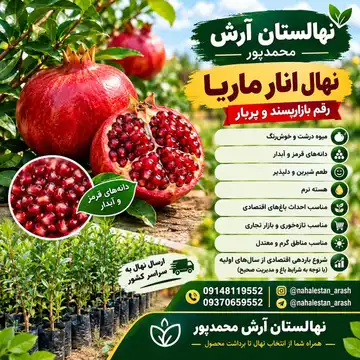 نهال انار ماریا