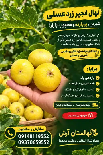 نهال انجیر زرد عسلی