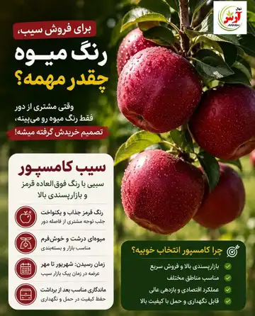 سیب کامسپور