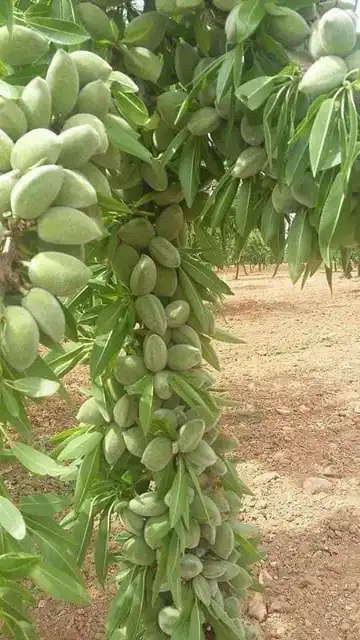 نهال بادام تونو