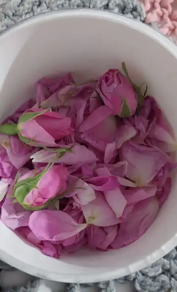 غنچه گل محمدی