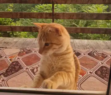 گربه خانگی