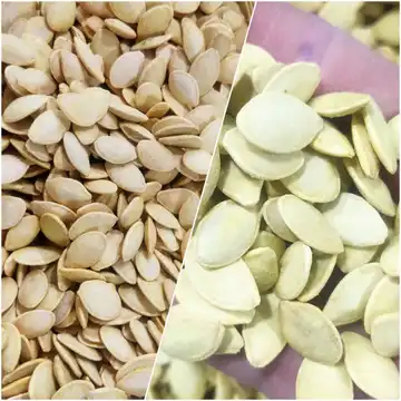 تخمه کدوی گوشتی