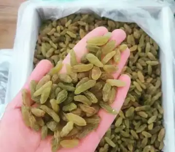 کشمش سبز آفتابی کاشمر درجه یک