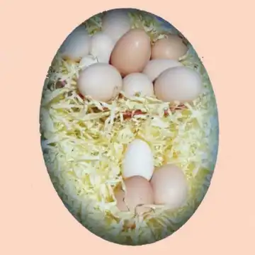 تخم مرغ محلی