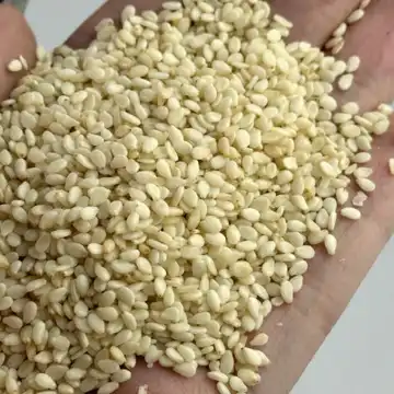 کنجد سفید بدون پوست و عالی