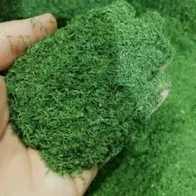 شوید بومی اعلا بدون خاک و چوب