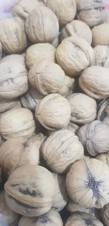 گردوی پوست‌نازک