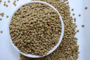 عدس درشت فروشگاه حبیب _ 1000گرم