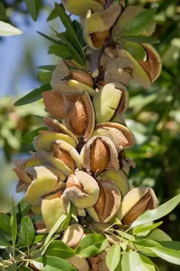 نهال بادام تونو