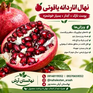 نهال انار دانه یاقوتی