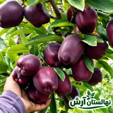 نهال سیب میراکل