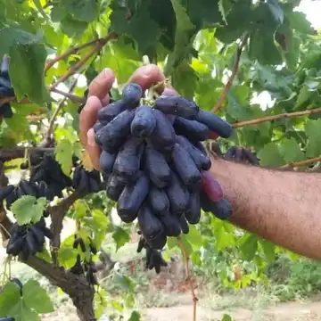 نهال انگور مون‌دراپ