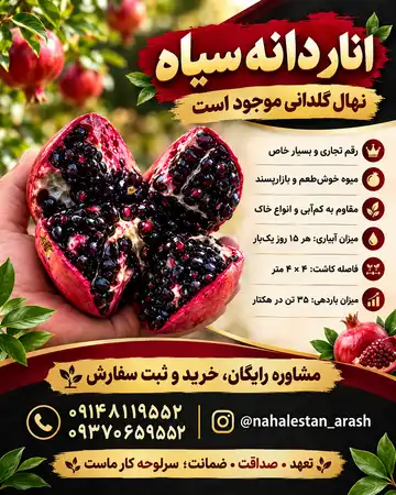 نهال انار دانه سیاه