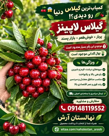 نهال گیلاس لاپینز