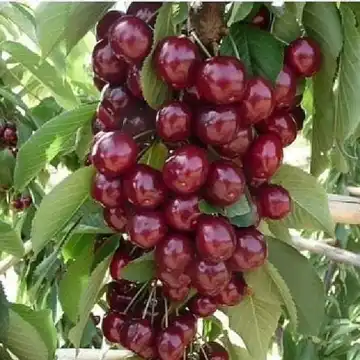 نهال گیلاس لاپینز