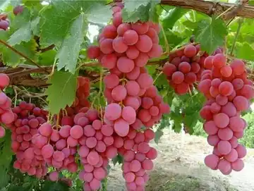 نهال انگور قرمز بی‌دانه