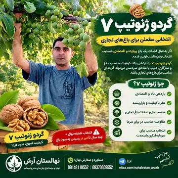 نهال گردو ژنوتیپ ۷